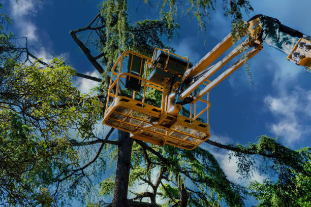 Best Affordable Tree Service  in Morgantown, WV